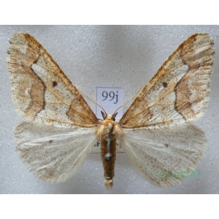 Erannis defoliaria (Clerck, 1759) male Zimowek ogołotniak Czech99j